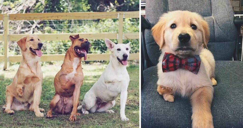 Meet the Couple Who Can’t Resist Adopting 3-Legged Dogs