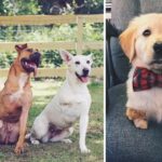 Meet the Couple Who Can’t Resist Adopting 3-Legged Dogs