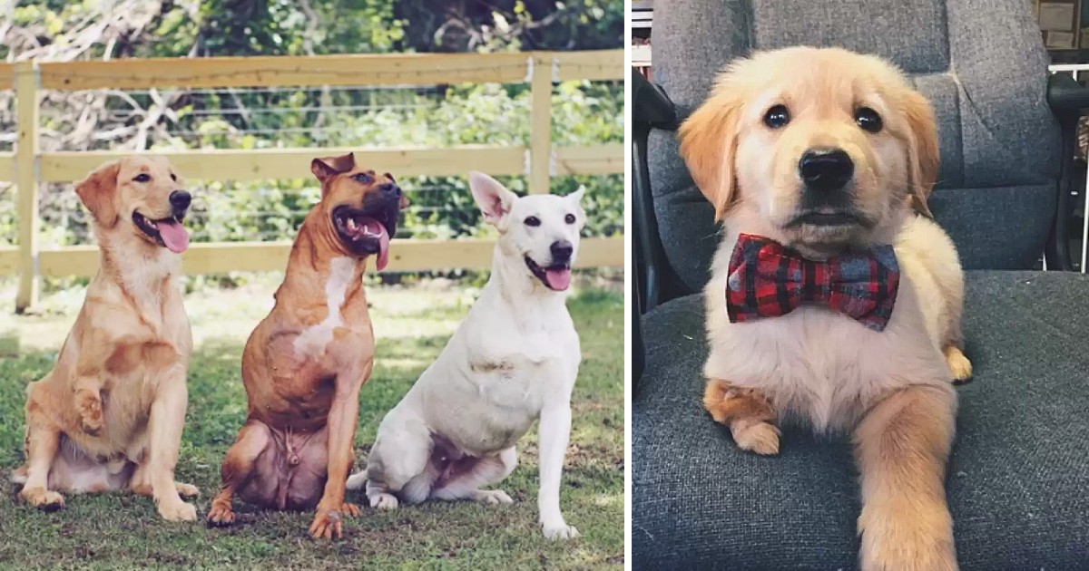 Meet the Couple Who Can’t Resist Adopting 3-Legged Dogs