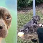 A dog, tied to a pole, desperately raises its paw in the direction of the police officer, waiting for the help that has finally arrived to save him