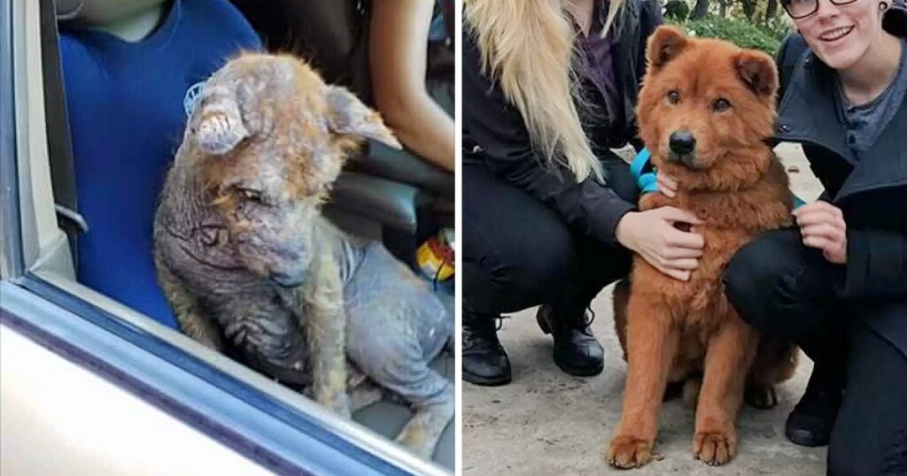 Puppy Found Under A Car Complaining Of Pain Heals Completely And Finds Happiness