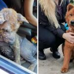 Puppy Found Under A Car Complaining Of Pain Heals Completely And Finds Happiness