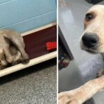 Heartbroken Shelter Dog Shuts Down When Her Best Friend Gets Adopted Without Her