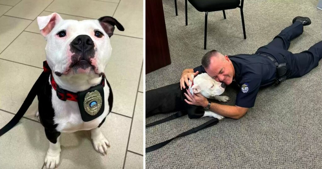 Homeless Dog Visits Police Department For A Day And Ends Up Staying Forever