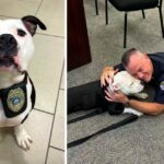 Homeless Dog Visits Police Department For A Day And Ends Up Staying Forever