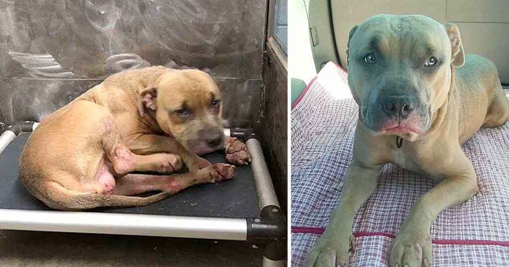 Neglected And Scared Safe haven Dog Finally Smiles When He Gets Loving Endlessly Living