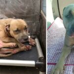 Neglected And Scared Safe haven Dog Finally Smiles When He Gets Loving Endlessly Living