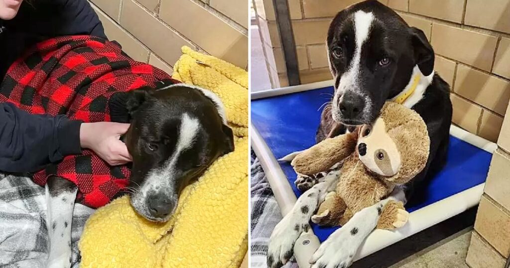 Desperate Shelter Dog Snuggles Plush Sloth While She Waits For A Loving Forever Home