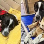 Desperate Shelter Dog Snuggles Plush Sloth While She Waits For A Loving Forever Home