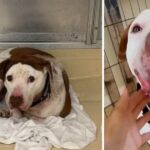 Forgotten Shelter Dog Has The Sweetest Reaction To Finally Being Shown Love