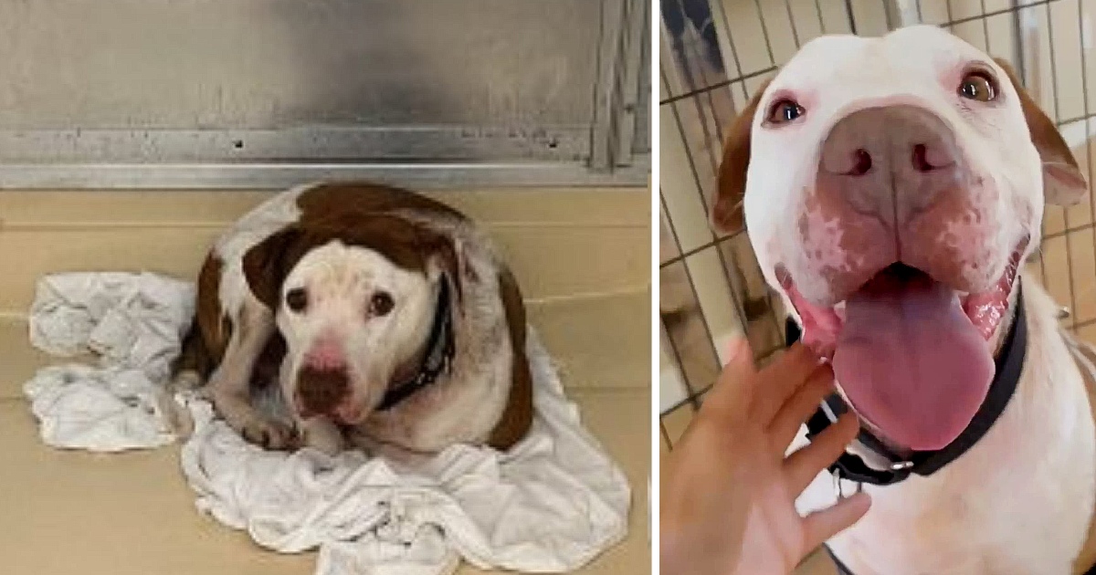 Forgotten Shelter Dog Has The Sweetest Reaction To Finally Being Shown Love