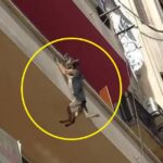 Desperate Leap for Freedom: A Dog’s Harrowing Struggle Chained Up, Starved, and Thirsty on a Balcony