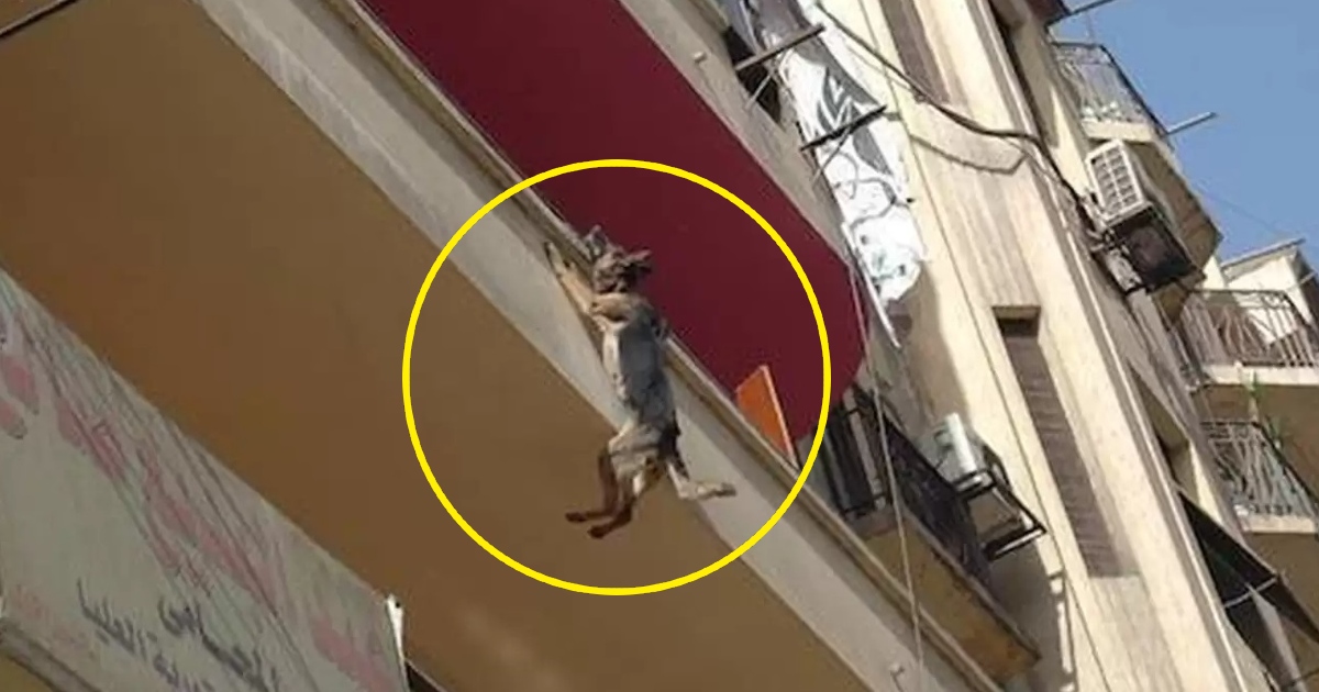 Desperate Leap for Freedom: A Dog’s Harrowing Struggle Chained Up, Starved, and Thirsty on a Balcony