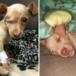 Abandoned in a trash can and overcome by illness, this 8-month-old Chihuahua discovers what love is