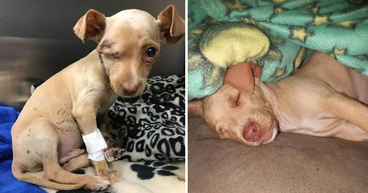 Abandoned in a trash can and overcome by illness, this 8-month-old Chihuahua discovers what love is