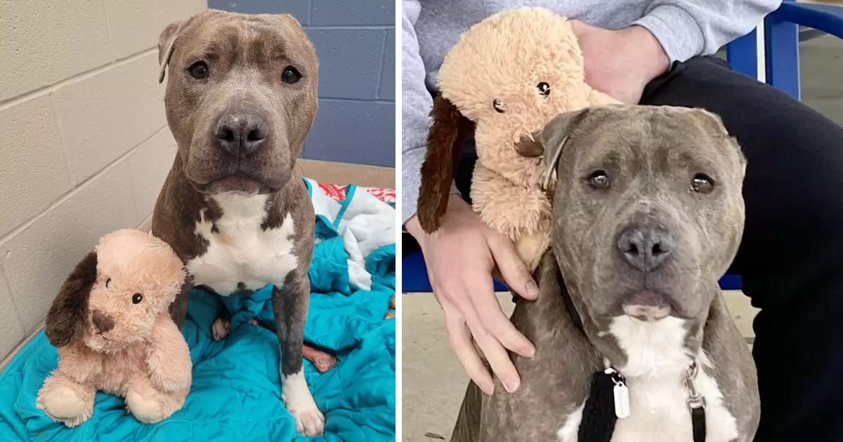 Homeless One-Eared Pit Bull Removes Ear from His ‘Favorite’ Toy and Makes ‘Best Friend Just Like Him’