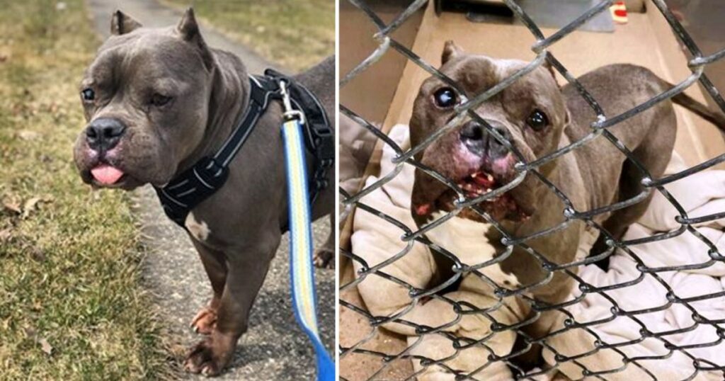 Everyone Laughs At This Shelter Dog Because He Looks Like A “Hippopotamus” Yet He Is Trying To Satisfy Someone