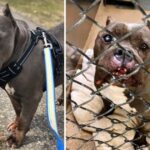 Everyone Laughs At This Shelter Dog Because He Looks Like A “Hippopotamus” Yet He Is Trying To Satisfy Someone