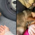 Scared Dog Abandoned On Roadside Melts In Woman’s Arms After Being Rescued