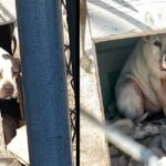 Scared Dog Hid In Doghouse After Her Family Moved Away Without Him