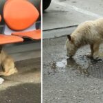 Scared Homeless Dog Who Drinks Water from Puddles Raises His eyes from the Ground and Sees Someone