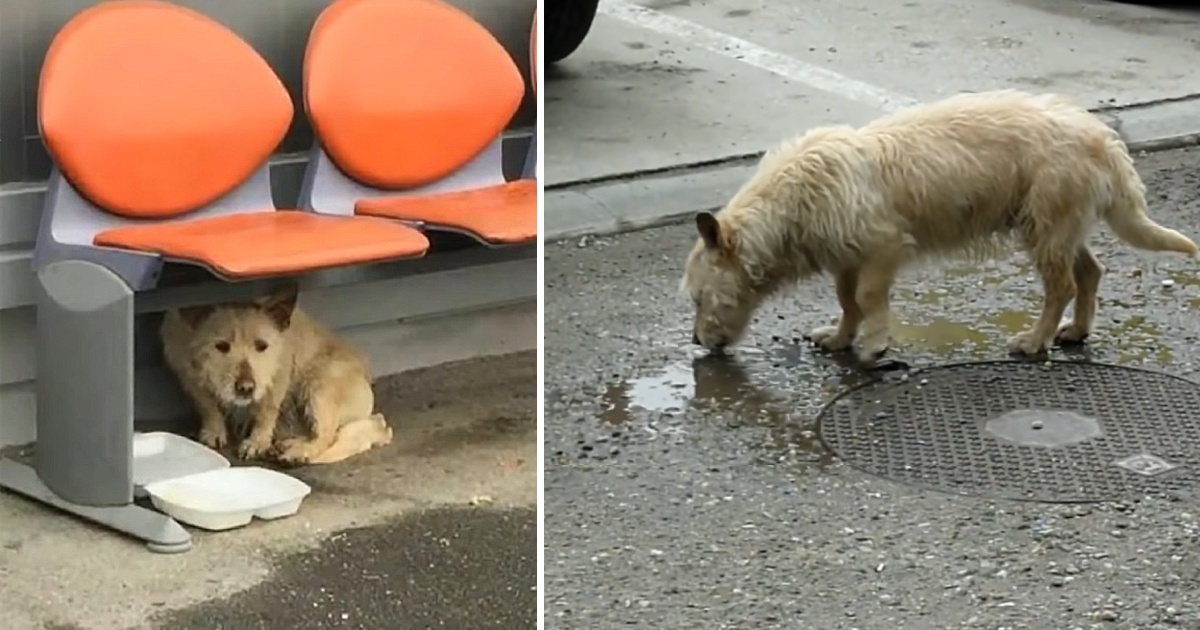 Scared Homeless Dog Who Drinks Water from Puddles Raises His eyes from the Ground and Sees Someone