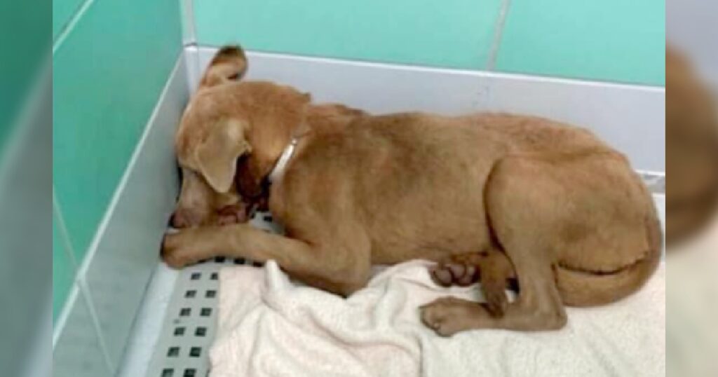 Heartbreaking: Scared and completely shut down puppy being returned to shelter by foster home