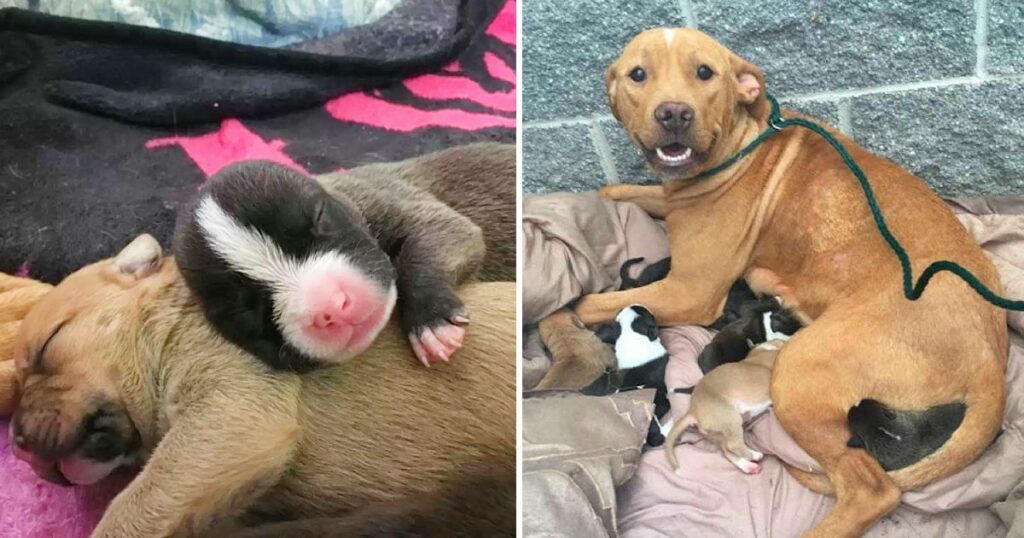 The staff at the animal shelter finds a Pit Bull mother and her ten newborn puppies abandoned on their doorstep