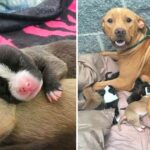 The staff at the animal shelter finds a Pit Bull mother and her ten newborn puppies abandoned on their doorstep