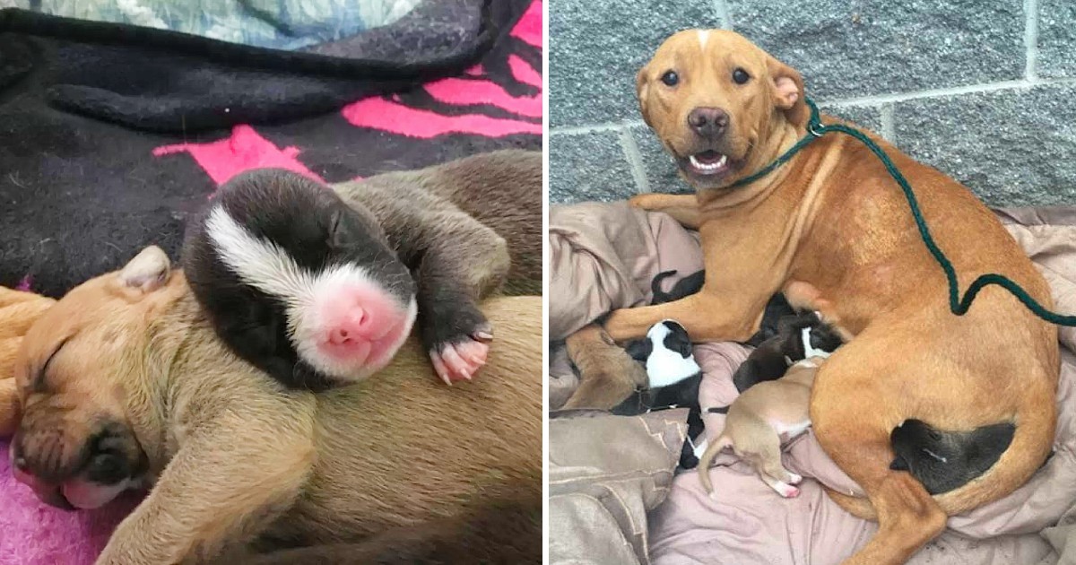 The staff at the animal shelter finds a Pit Bull mother and her ten newborn puppies abandoned on their doorstep