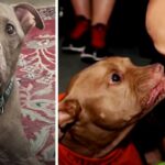 Pit Bull From Kill-Shelter Senses Boy Is Sick & Goes Straight For Him