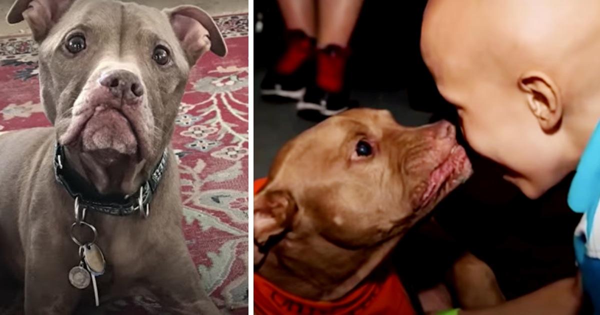 Pit Bull From Kill-Shelter Senses Boy Is Sick & Goes Straight For Him