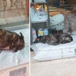 The Owner Of The Furniture Store Puts Comfortable Mattresses In Front Of The Store For The Street Dogs To Sleep On