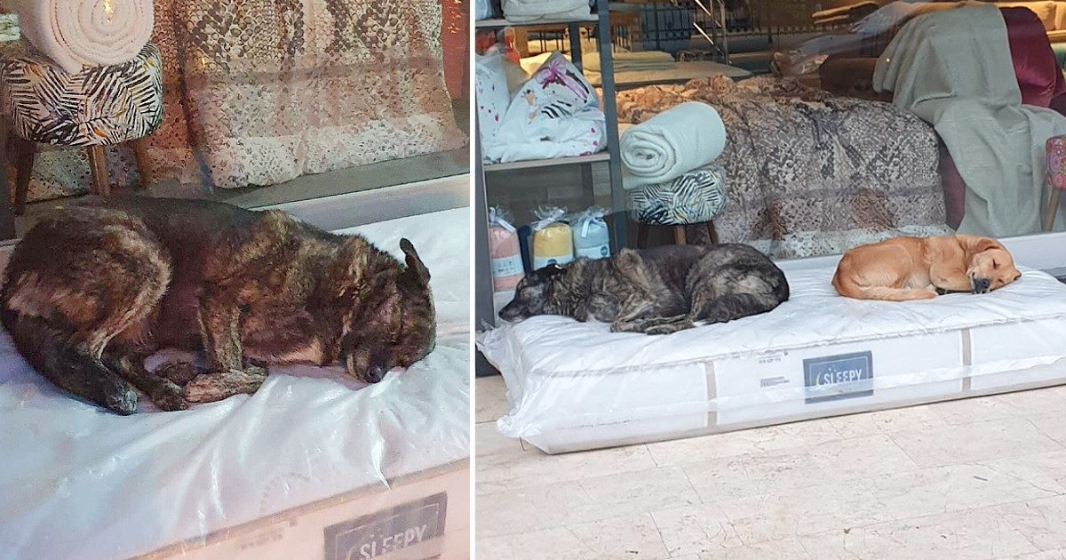 The Owner Of The Furniture Store Puts Comfortable Mattresses In Front Of The Store For The Street Dogs To Sleep On