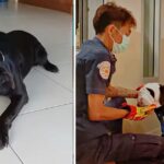 A Dog Treated Cruelly Strives Boldly To Take A Step Back In The Scary World.