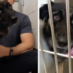 The Eyes That Spoke Volumes: The Silent Plea of a Black Shelter Dog