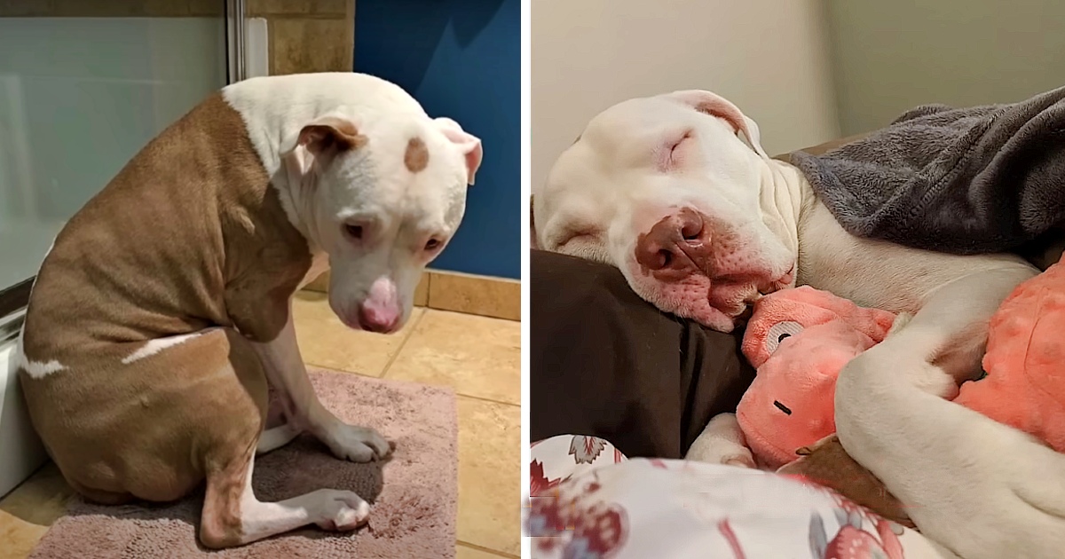 Dog Living With Owner On Streets For Years Gets His Own Comfy Bed