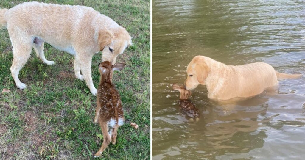 Virginia Canine Heroically Rescues Drowning Fawn And Stays By Its Side