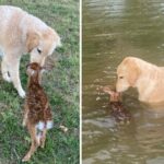 Virginia Canine Heroically Rescues Drowning Fawn And Stays By Its Side