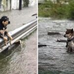 Left to Brave the Tempest — A Heartbreaking Story of a Forsaken Canine