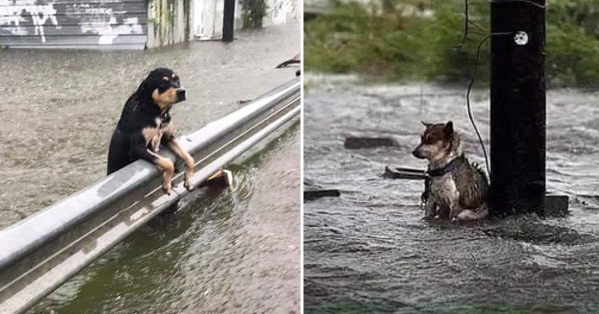 Left to Brave the Tempest — A Heartbreaking Story of a Forsaken Canine