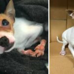 Pet Store Refuses to Put Down Tiny Dog