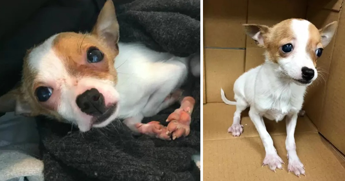 Pet Store Refuses to Put Down Tiny Dog