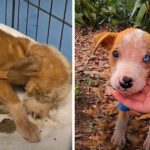 Pitbull Puppy Left All Alone To Die In An Empty Parking Lot Defies All Odds