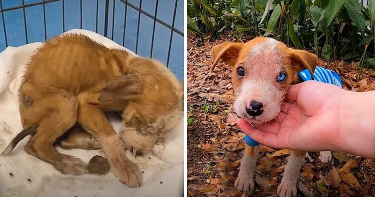 Pitbull Puppy Left All Alone To Die In An Empty Parking Lot Defies All Odds