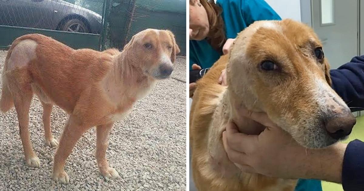 Scared Dog Suffered a Lot & Being Met with Hatred by Every Man he Went to for Help