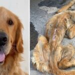 Dying Stray Golden Retriever, Complete Transformation After Being Rescued