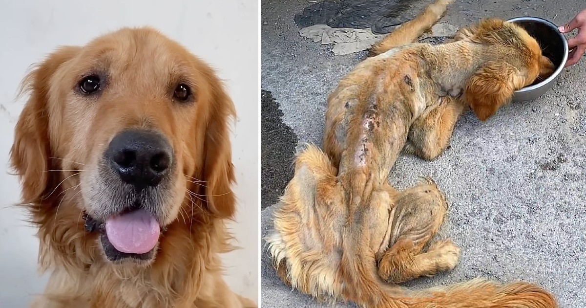 Dying Stray Golden Retriever, Complete Transformation After Being Rescued