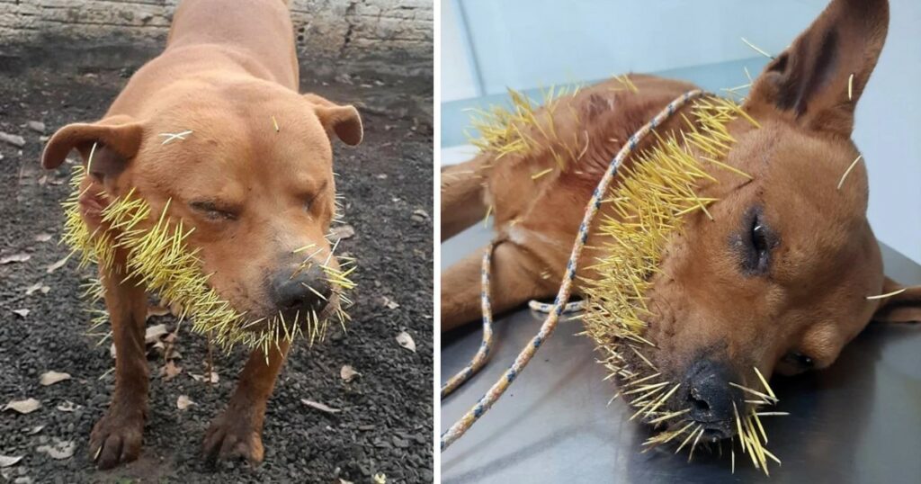 It is truly heartbreaking: a cherished dog   in agony, crying out in pain as its mouth is overwhelmed by a painful thicket of thorns.