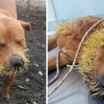 It is truly heartbreaking: a cherished dog   in agony, crying out in pain as its mouth is overwhelmed by a painful thicket of thorns.